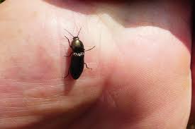 Attēlu rezultāti vaicājumam “Selatosomus aeneus”