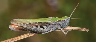 Attēlu rezultāti vaicājumam “Orthoptera”