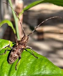 Attēlu rezultāti vaicājumam “Cerambycidae”