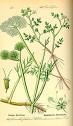 <b>Oenanthe</b> fistulosa