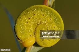 Attēlu rezultāti vaicājumam “Cimbex luteus”