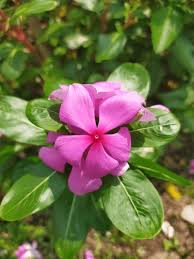 Attēlu rezultāti vaicājumam “Apocynaceae”