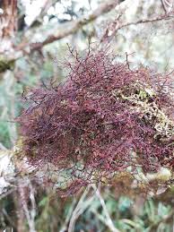 Attēlu rezultāti vaicājumam “Neckera complanata sporophyte”