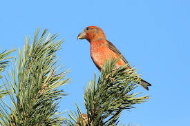 Attēlu rezultāti vaicājumam “Loxia pytyopsittacus male”