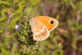 Attēlu rezultāti vaicājumam “Coenonympha pamphilus upperside”