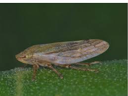 Attēlu rezultāti vaicājumam “Aphrophora nymph”