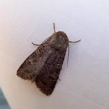 Attēlu rezultāti vaicājumam “Apamea sordens”