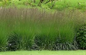 Attēlu rezultāti vaicājumam “Molinia caerulea”