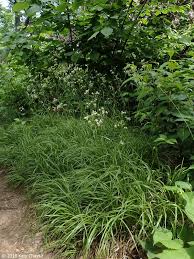 Attēlu rezultāti vaicājumam “Luzula luzuloides fruit”