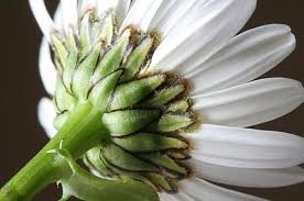 Attēlu rezultāti vaicājumam “Leucanthemum vulgare flower”