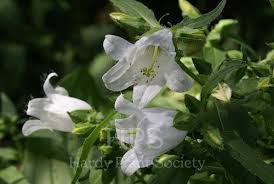 Attēlu rezultāti vaicājumam “Campanula trachelium bud”
