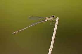 Attēlu rezultāti vaicājumam “Lestes sponsa”