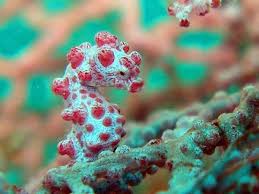 A beautiful collection of Sea Horses.
