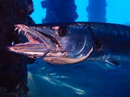 Image result for Sphyraena barracuda