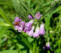 Attēlu rezultāti vaicājumam “Symphytum officinale flower”