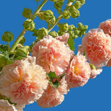 Image result for Stockrose