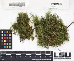 Attēlu rezultāti vaicājumam “Eurhynchiastrum pulchellum”