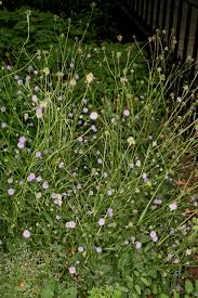 Attēlu rezultāti vaicājumam “Succisa pratensis”