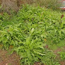 Attēlu rezultāti vaicājumam “Bunias orientalis”