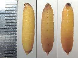 Attēlu rezultāti vaicājumam “Canephora hirsuta larva”