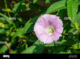 Attēlu rezultāti vaicājumam “Calystegia inflata flower”