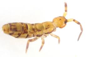 Attēlu rezultāti vaicājumam “Orchesella sp.”