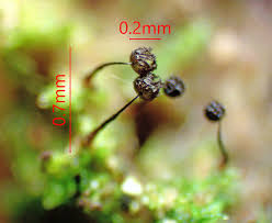 Attēlu rezultāti vaicājumam “Barbeyella minutissima”