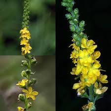 Attēlu rezultāti vaicājumam “Agrimonia pilosa bud”