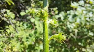 Attēlu rezultāti vaicājumam “Agrimonia eupatoria fruit”