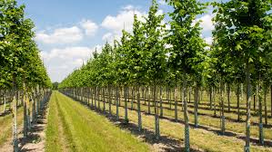 Attēlu rezultāti vaicājumam “Ulmus laevis”