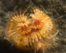 Attēlu rezultāti vaicājumam “Serpoleskea subtilis”