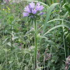 Attēlu rezultāti vaicājumam “Campanula cervicaria bud”