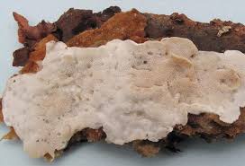 Attēlu rezultāti vaicājumam “Skeletocutis carneogrisea”