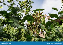 Attēlu rezultāti vaicājumam “Nicotiana tabacum fruit”
