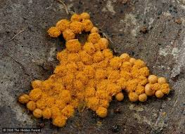 Attēlu rezultāti vaicājumam “Oligonema sp.”