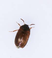 Attēlu rezultāti vaicājumam “Attagenus smirnovi”