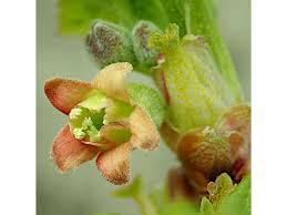 Attēlu rezultāti vaicājumam “Ribes nigrum fruit”