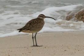 Image result for Numenius hudsonicus