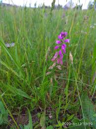 Attēlu rezultāti vaicājumam “Polygala comosa leaf”