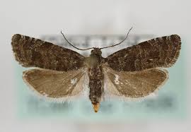 Attēlu rezultāti vaicājumam “Retinia resinella”