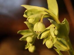 Image result for Helleborus foetidus