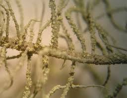 Attēlu rezultāti vaicājumam “Usnea filipendula”