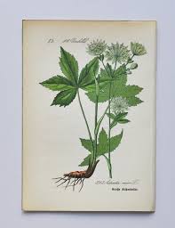 Attēlu rezultāti vaicājumam “Astrantia major leaf”