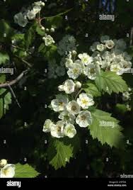 Attēlu rezultāti vaicājumam “Crataegus submollis”