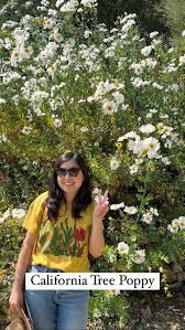 Image result for Romneya coulteri