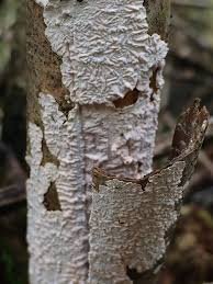 Attēlu rezultāti vaicājumam “Corticium roseum”