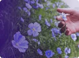 Attēlu rezultāti vaicājumam “Festuca ovina flower”
