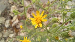 Attēlu rezultāti vaicājumam “Senecio viscosus flower”