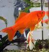 Goldfish - Wikipedia, the free encyclopedia