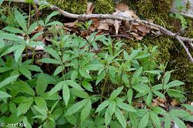Attēlu rezultāti vaicājumam “Cardamine bulbifera leaf”